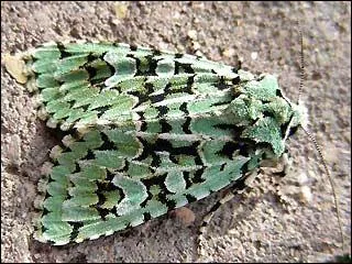 Ce papillon nocturne peut se confondre avec du lichen, quelle est son espce ?