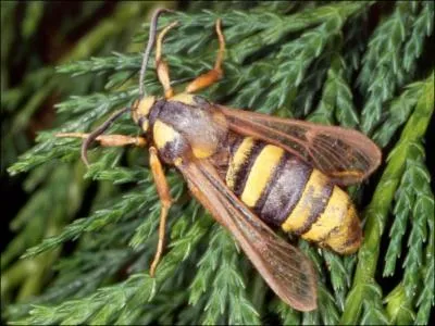Ce papillon de nuit est :