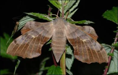 Ce gros papillon est :