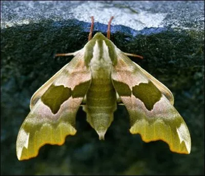 Ce gros papillon nocturne est :