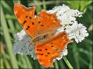 Et enfin, le dernier papillon de ce quiz est :