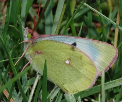 Ce papillon se nomme :