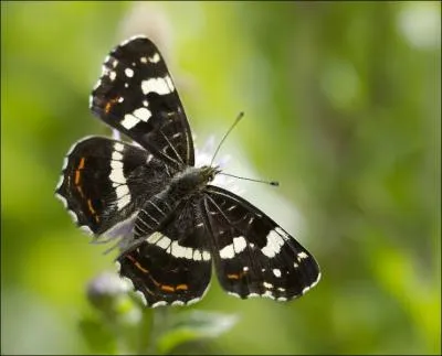 Ce papillon s'appelle :