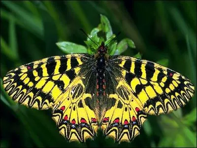 Cette espce de papillons est :