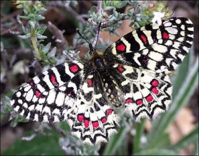 Ce petit papillon se nomme :
