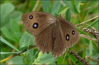 Ce grand papillon des forts s'appelle :