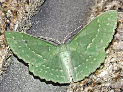 Ce papillon nocturne est :