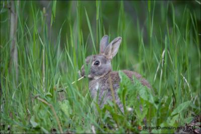 Le lapin commun ou lapin de garenne est la seule espce du genre ... :