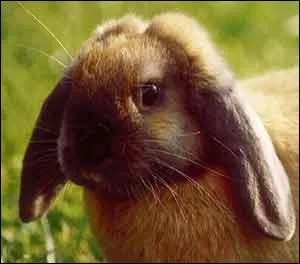 L'odorat du lapin est bien dvelopp. Il dispose de ... :