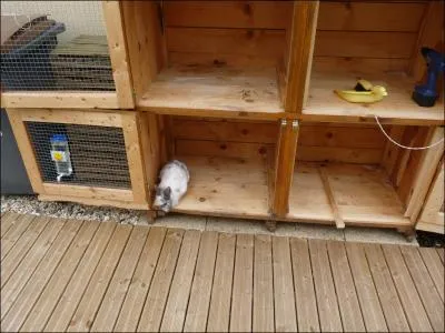 Dans quoi vivent les lapins ?