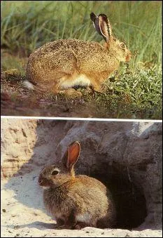 Le lapin commun prsente une silhouette comparable  celle du livre mais s'en diffrencie par plusieurs caractristiques visibles. Lesquelles ?