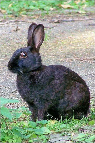 Le champ de vision de chaque oeil du lapin est de ... :