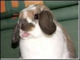La langue du lapin est tapisse d'environ ... :