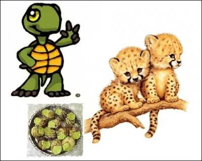 Quel est l'animal le plus rapide au monde ?