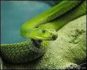 Que fait le serpent ?