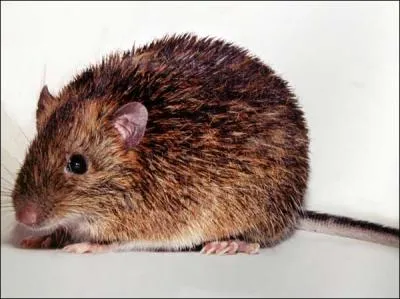 Quel est ce rongeur ?