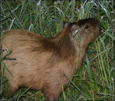 Quel est ce rongeur ?