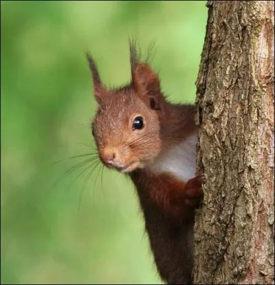 Quel est ce rongeur ?
