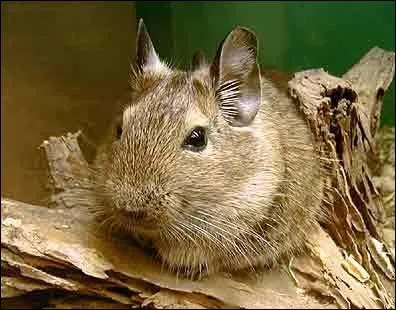 Quel est ce rongeur ?