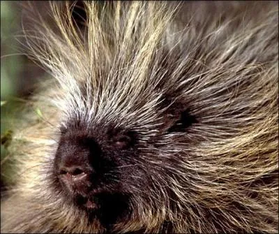 Quel est ce rongeur ?