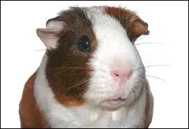 Quel est ce rongeur ?