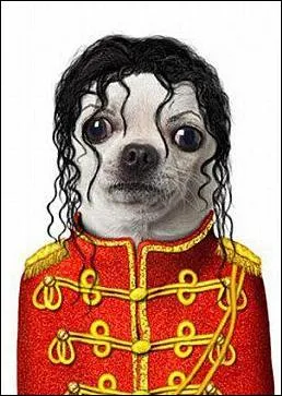 Il parat que ce chien s'est fait refaire le nez...