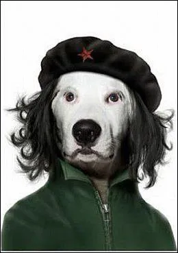 Ce chien a fait la rvolution autour de sa niche !