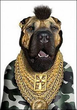 Ce chien sait se faire respecter !