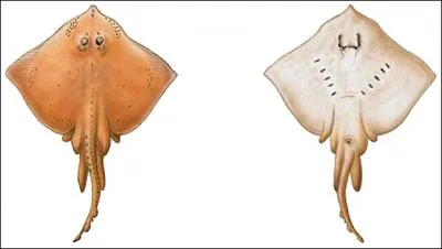 Quel est ce poisson appel aussi Mante ou Torpille ?