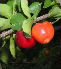 Quel est ce fruit particulirement riche en vitamine C, poussant sur l'abuste appel Acrola ?