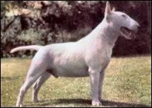 Quelle est la race de ce chien ?