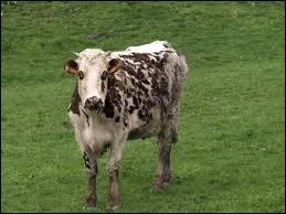 Quel est cet animal ?