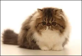 Quel est cet animal ?