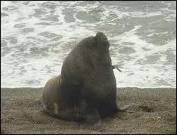 Quel est cet animal ?