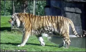 Quel est cet animal ?