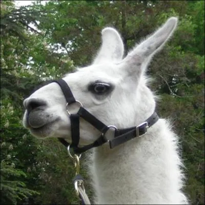 Quel est cet animal ?