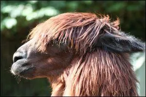 Quel est cet animal ?