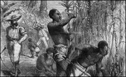 Dans les plantations des Antilles, dans quel type de culture les esclaves taient-ils forcs de travailler le plus souvent ?