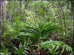 Quelle plante n'a pas besoin d'tre arrose ?