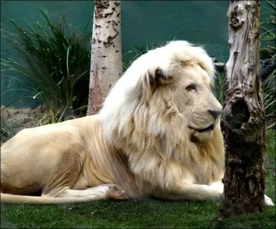 Le lion blanc vit en :