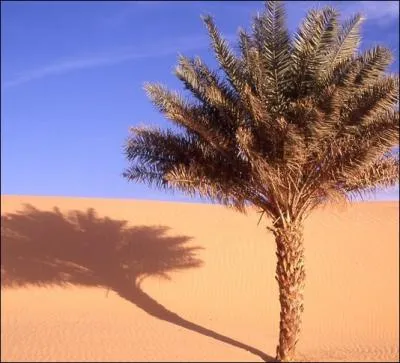 ____________, la zone dsertique PROGRESSE en Afrique.