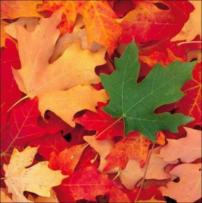 C'est l'automne, les feuilles des arbres TOMBENT sur le trottoir.