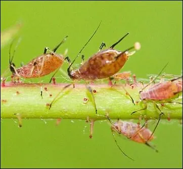 Certains insectes RAVAGENT des contres entires.