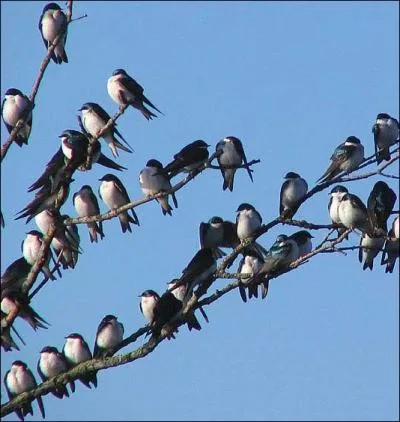 Toutes les hirondelles sont parties en automne.