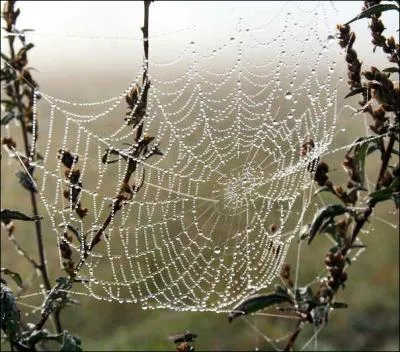 Ma sur se serait enfuie en voyant les toiles d'araignes !