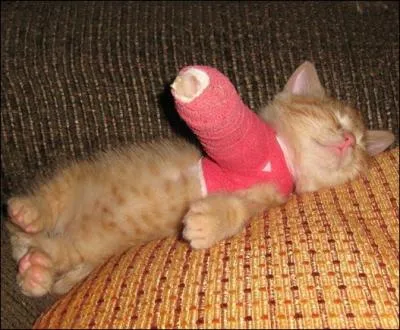 Le chat s'est cass la patte avant.