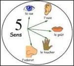 A quel sens peut-on associer le mot  umami  ?