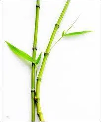 Un prnom chant ... .