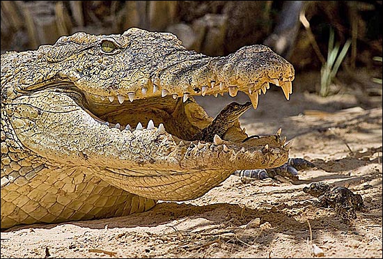 Quizz Incroyable 3 Animaux Quiz Animaux quizz
