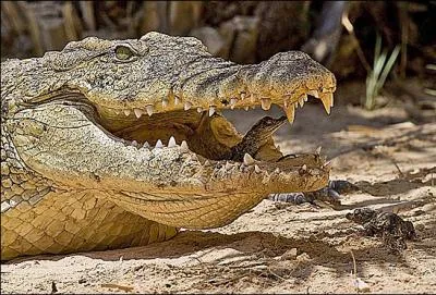Le sexe des bébés crocodiles est déterminé par...